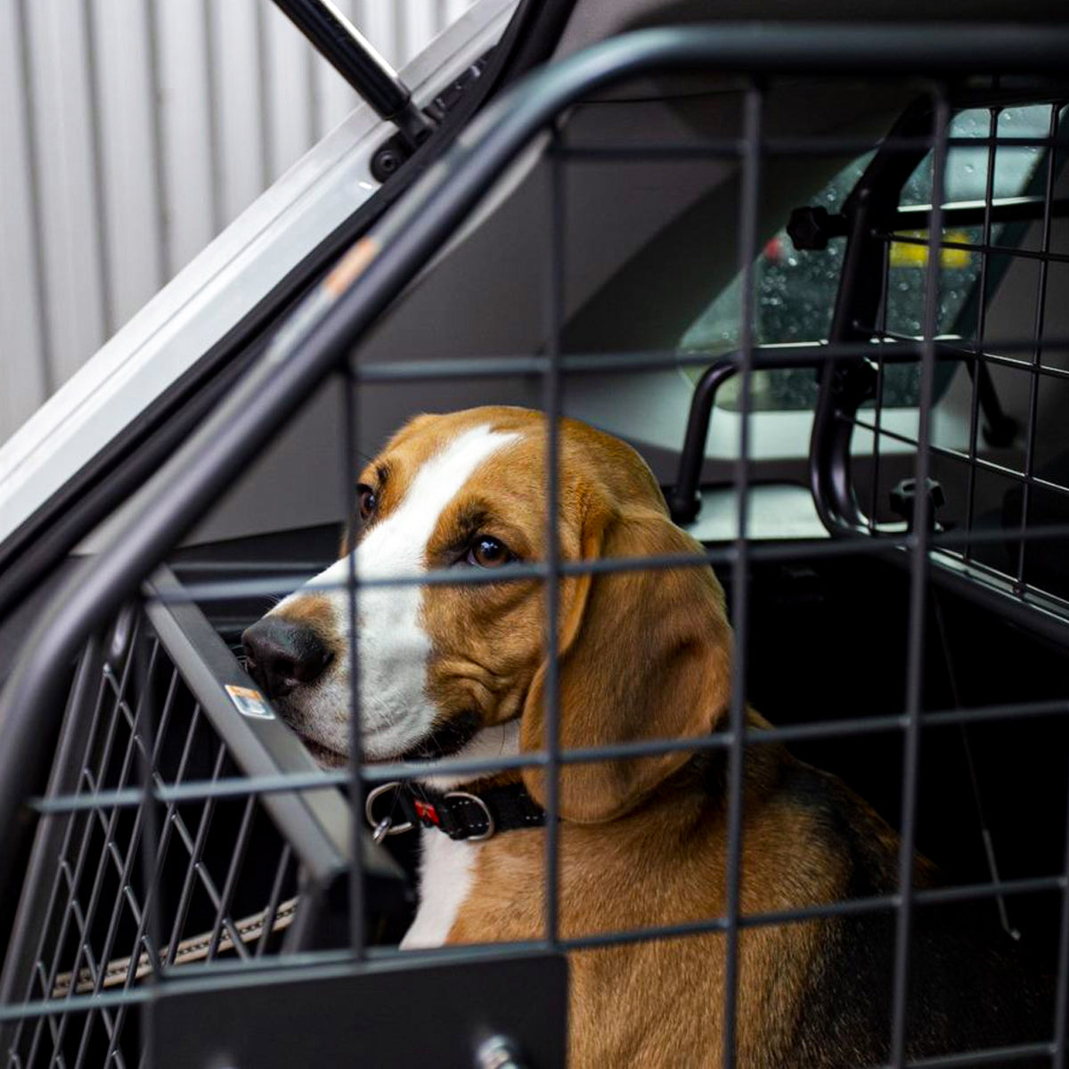 Tailgate barrier deals for dogs